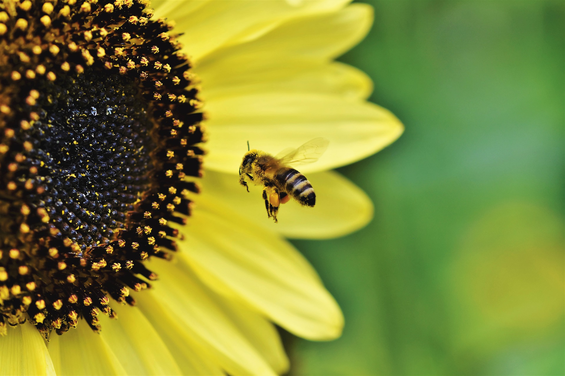 Bee working